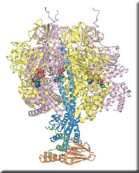 atpase_a.jpg