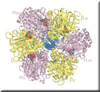 atpase_b.jpg