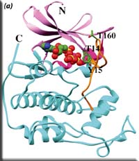 cdk2.jpg