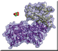 conf_chg_hexokinase_a.jpg