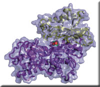 conf_chg_hexokinase_b.jpg