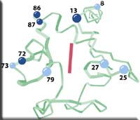 cytochromec.jpg