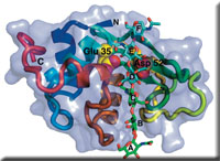 lysozyme_a.jpg