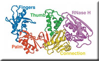 reverse_transcriptase_a.jpg