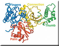 reverse_transcriptase_b.jpg