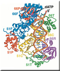 reverse_transcriptase_c.jpg