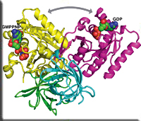 ribosomal_ef.jpg