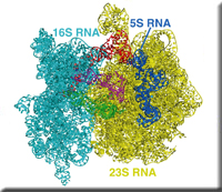 ribosome_a.jpg