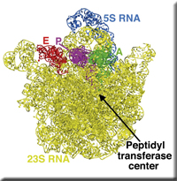 ribosome_c.jpg