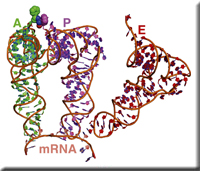 ribosome_d.jpg