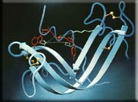 rnase_s.jpg