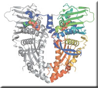 topoisomerase_a.jpg