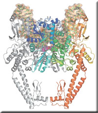 topoisomerase_b.jpg