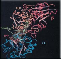 tryptophan_synthase.jpg